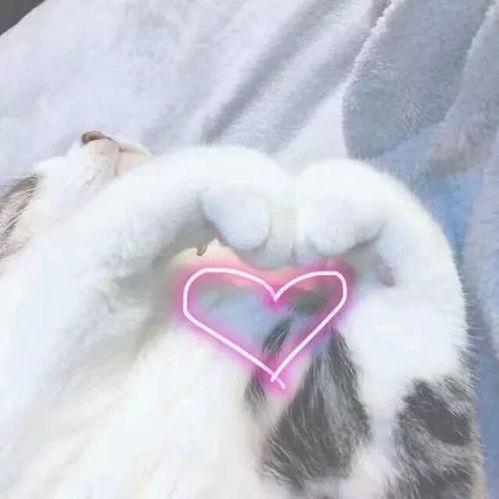 猫心儿福利视频在线,揭秘猫咪日常福利大放送