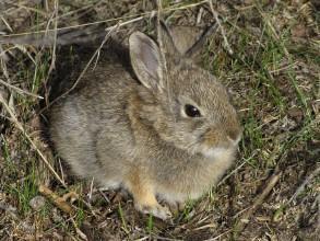 w棉尾兔几w免费福利在线观看